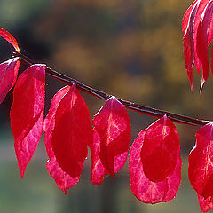photo "Red Leaves"