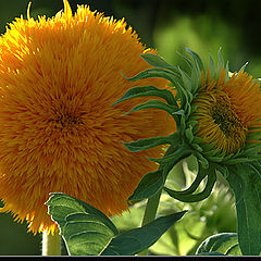 photo "Mother and son"