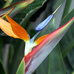 фото "Bird of Paradise"