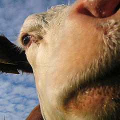 photo "My sweet cow"