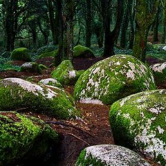 photo "Hard Rock Forest"