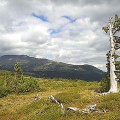 photo "Cedar"