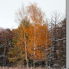 фото "Первый снег"