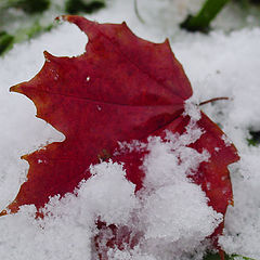 фото "First Snow"