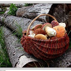 photo "Gifts of a forest"