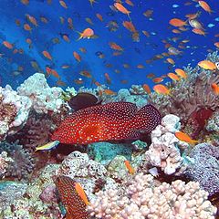 photo "Red Sea"