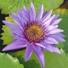 фото "Water Lily"