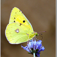 photo "Colias"