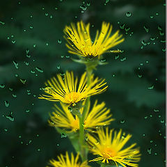 фото "Yellow Flower"