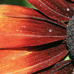 photo "Dark Flower"