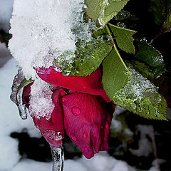 photo "Frozen tears for the gone summer..."