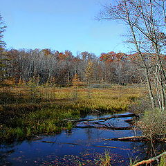 photo "Autumn Woods"