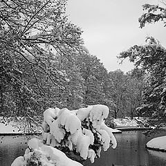 photo "The first snow"