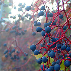 photo "wild grapes"