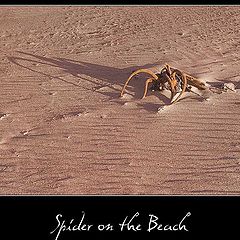 photo "Spider on the Beach"