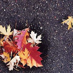 photo "Fall oasis"