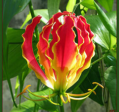 photo "Flame... (Gloriosa rothschildiana)"