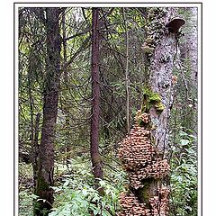 photo "Mushroom plenty"