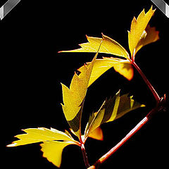 photo "Autumn comes on, shows here and there..."