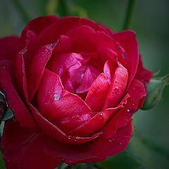 photo "Rose"