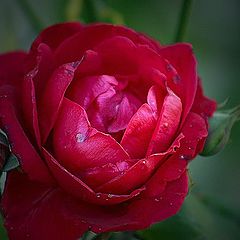 фото "Rose"