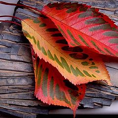 фото "autumn leaves"