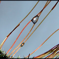 photo "Rings of water"