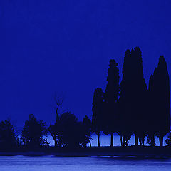 фото "Evening cypresses"