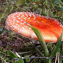 photo "Sombrero"