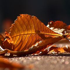 photo "Leaf"