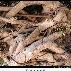 photo "Roots?"