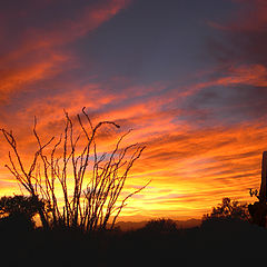 photo "Desert Sunset"