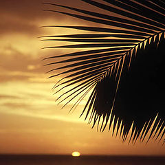 photo "le soleil a Moorea (Tahiti)"