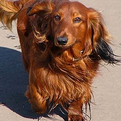 photo "Dachshund"