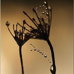 photo "Dew 12"