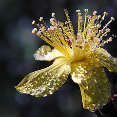 photo "Flower and dew"