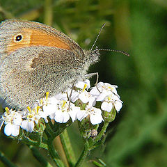 photo "Flower & The Butterfly 3"