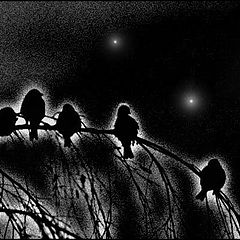 photo "Sparrow night"