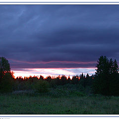 photo "Sunset in a forest"