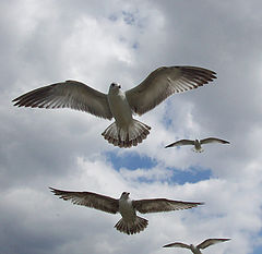 photo "Seagulls"