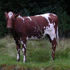 фото "Norwegian cow"