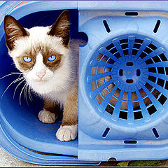 фото "Blue eyes cat"