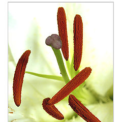 photo "Macro (Coffee)Flower"