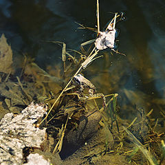 photo "find the frog"
