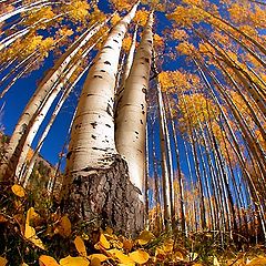 photo "Aspen Gold"