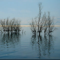 photo "Life in the Dead sea"