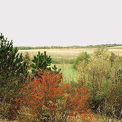 photo "The autumn sign"