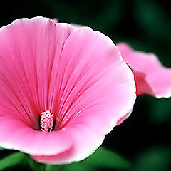 photo "pink"