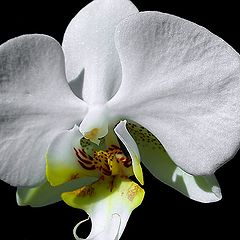 фото "White lady"