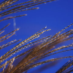 photo "I`ll Follow The Sun"